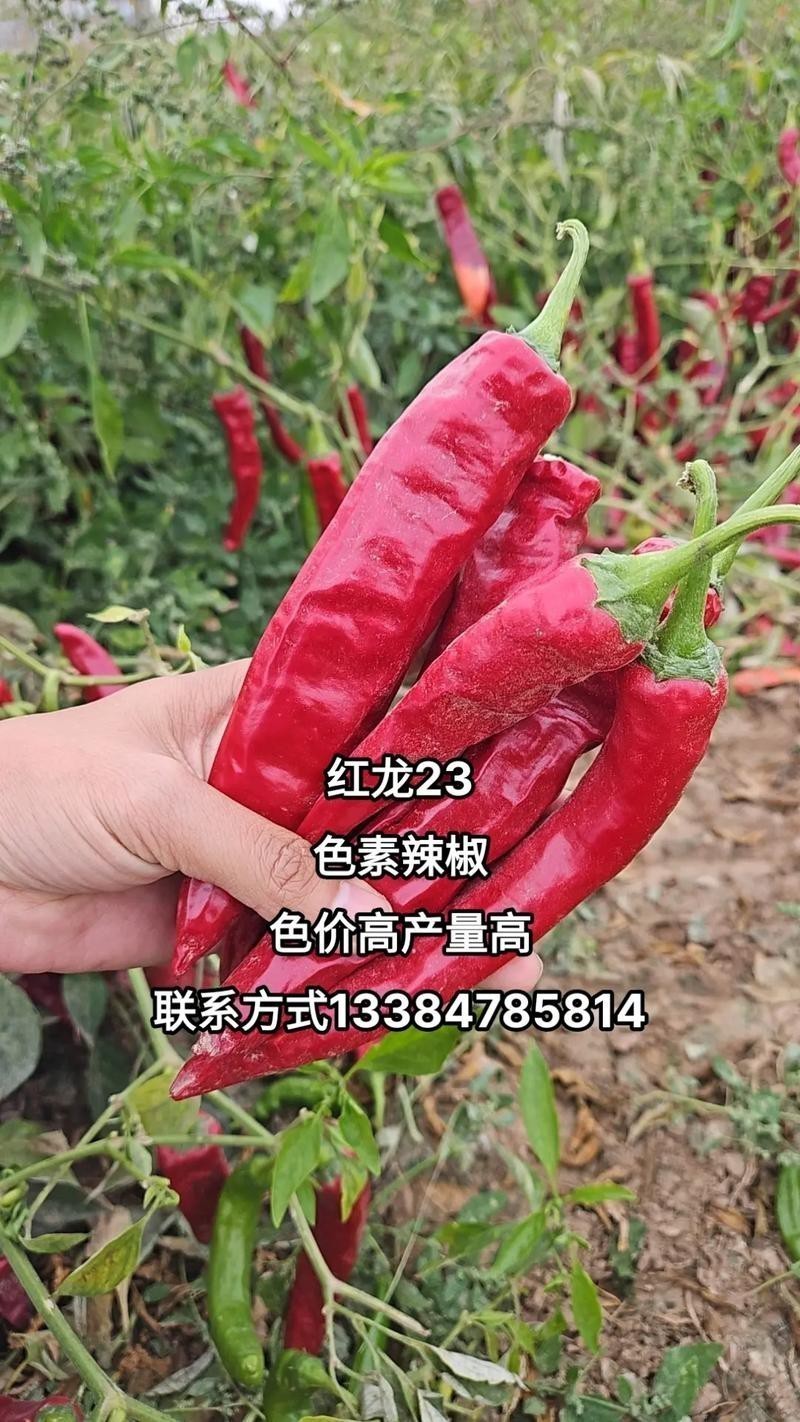 如何辨別真假紅龍23色素辣椒？