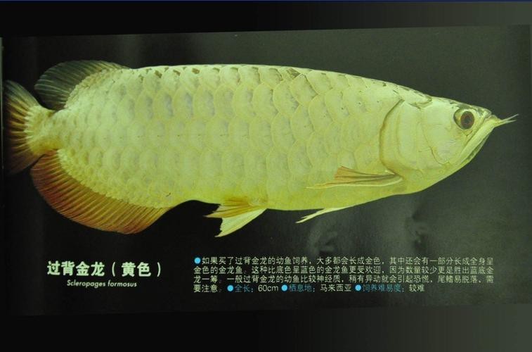 過背金龍魚圖片欣賞圖
