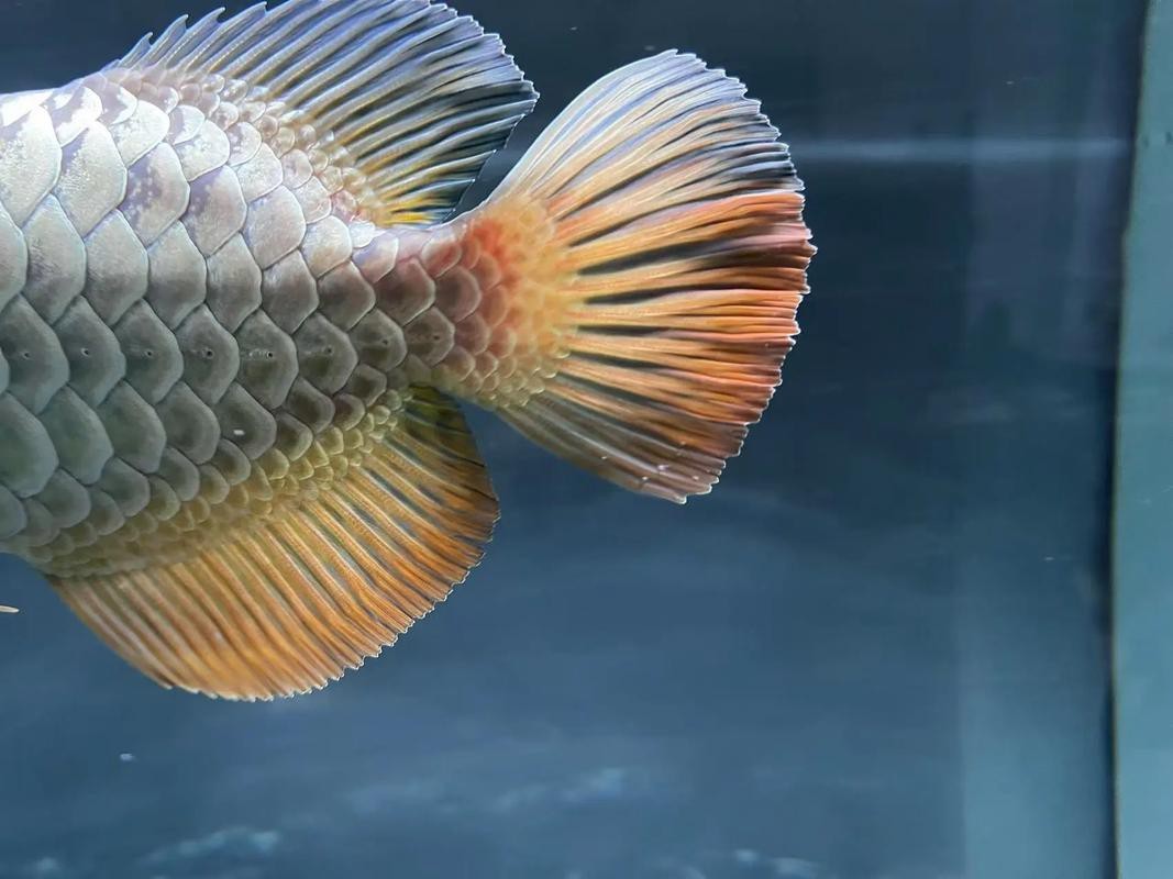 過背金龍魚圖片欣賞圖