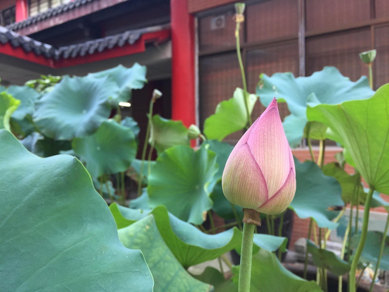 龍須貓魚混養最簡單三個步驟