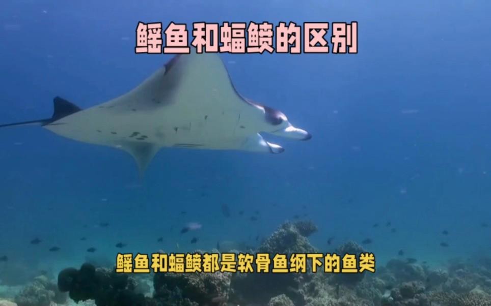 蝠鲼,鰩魚,魟魚的區(qū)別
