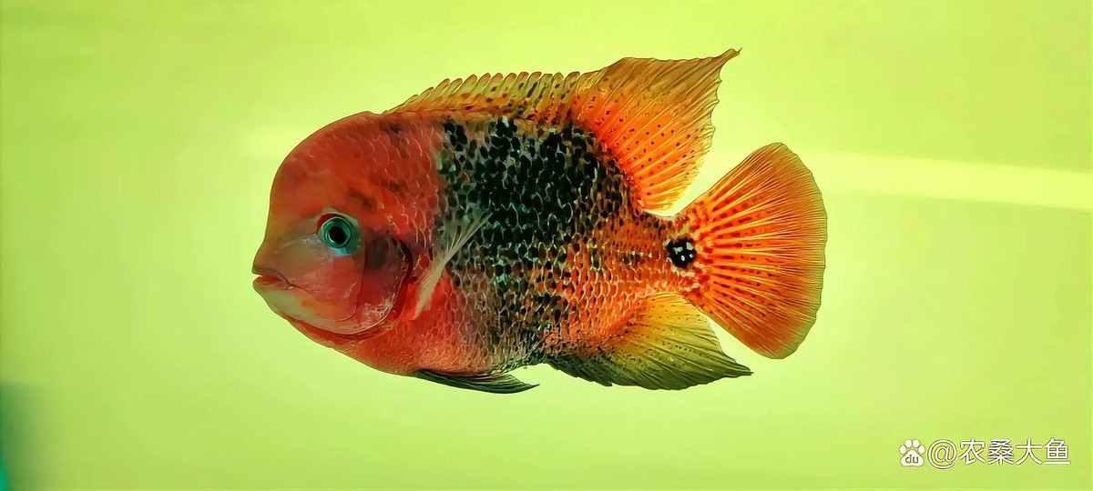 十大最貴羅漢魚品種 十大最貴羅漢魚品種 龍魚論壇 第3張
