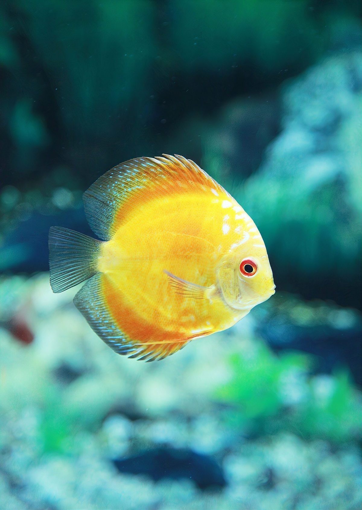 十大最貴羅漢魚品種 十大最貴羅漢魚品種 龍魚論壇 第6張