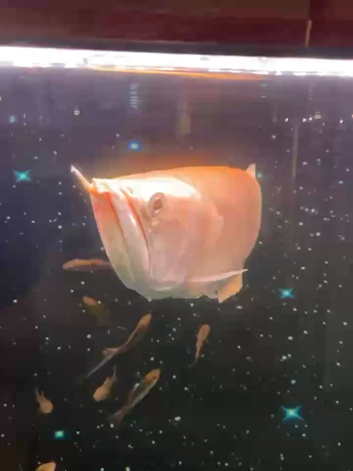 出黃化