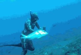石斑魚為什么這么貴 石斑魚為什么這么貴 龍魚論壇 第2張