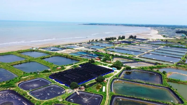石斑魚為什么這么貴 石斑魚為什么這么貴 龍魚論壇 第4張