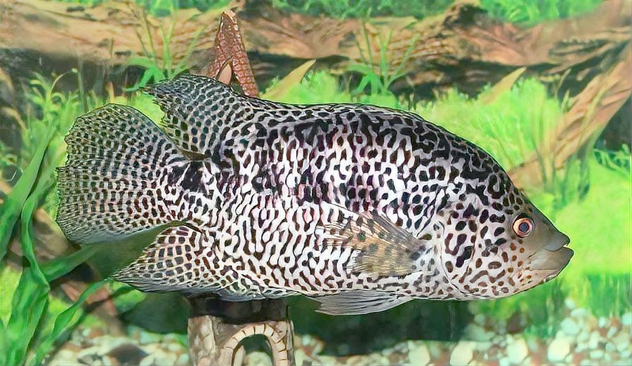 石斑魚為什么這么貴 石斑魚為什么這么貴 龍魚論壇 第5張