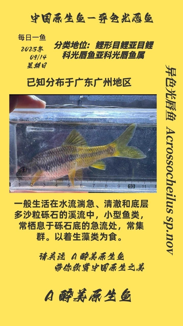異色光唇魚