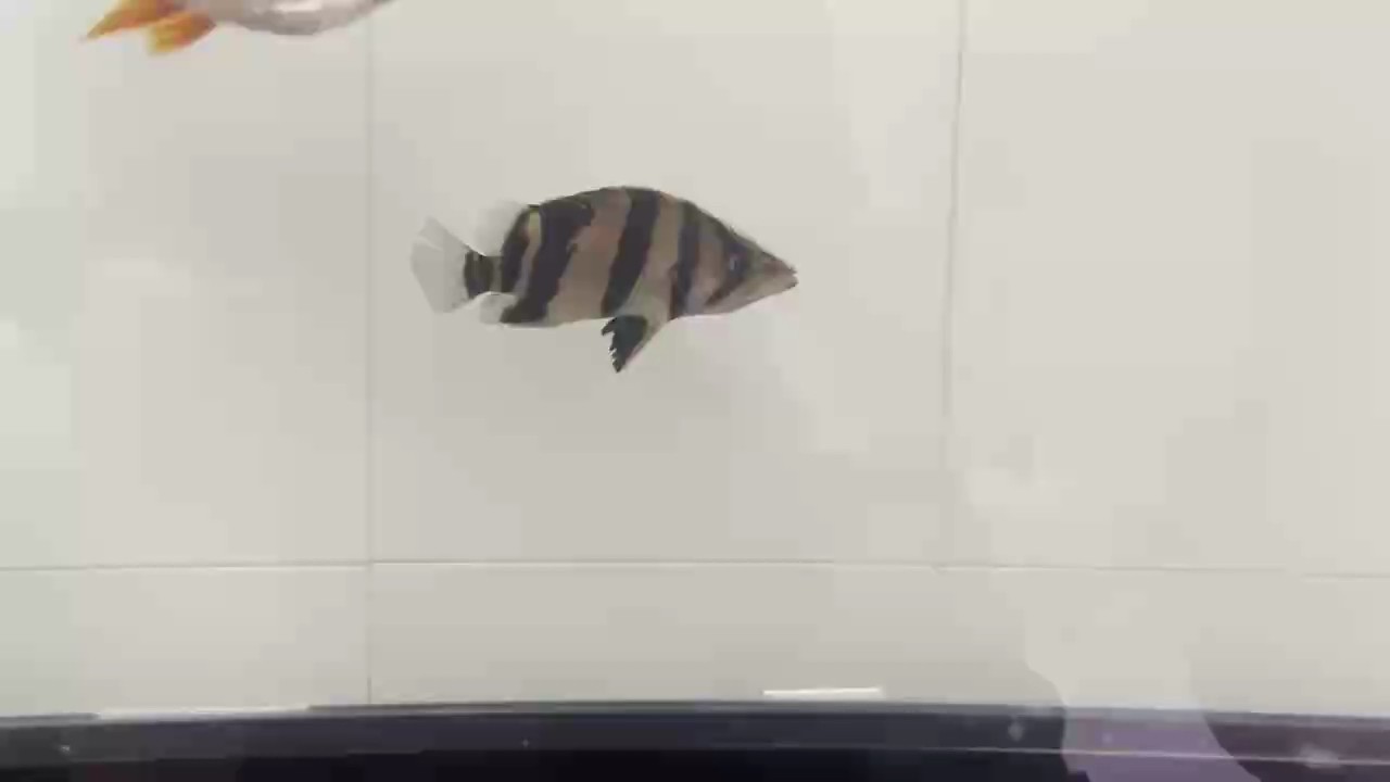 入缸第一天時(shí)