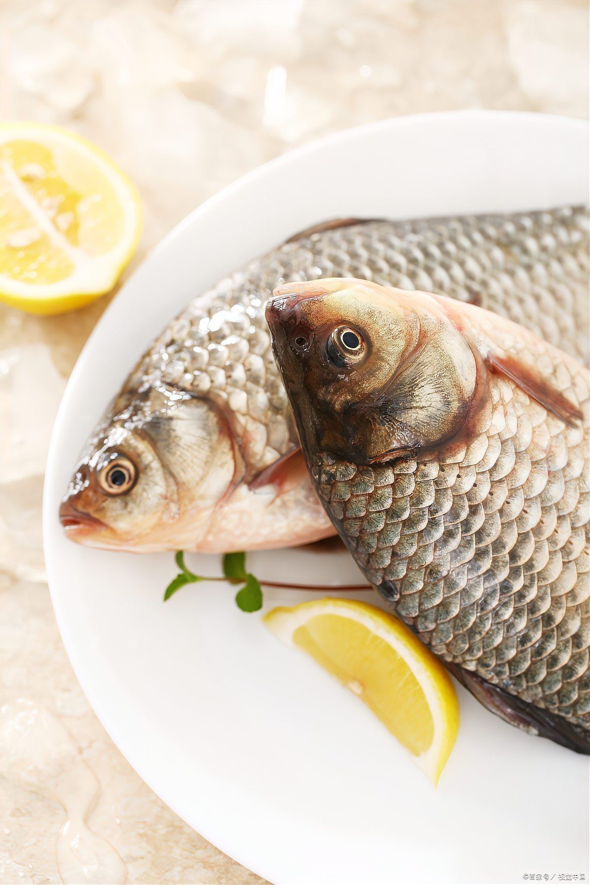 檸檬鯽幼魚喂什么食物好