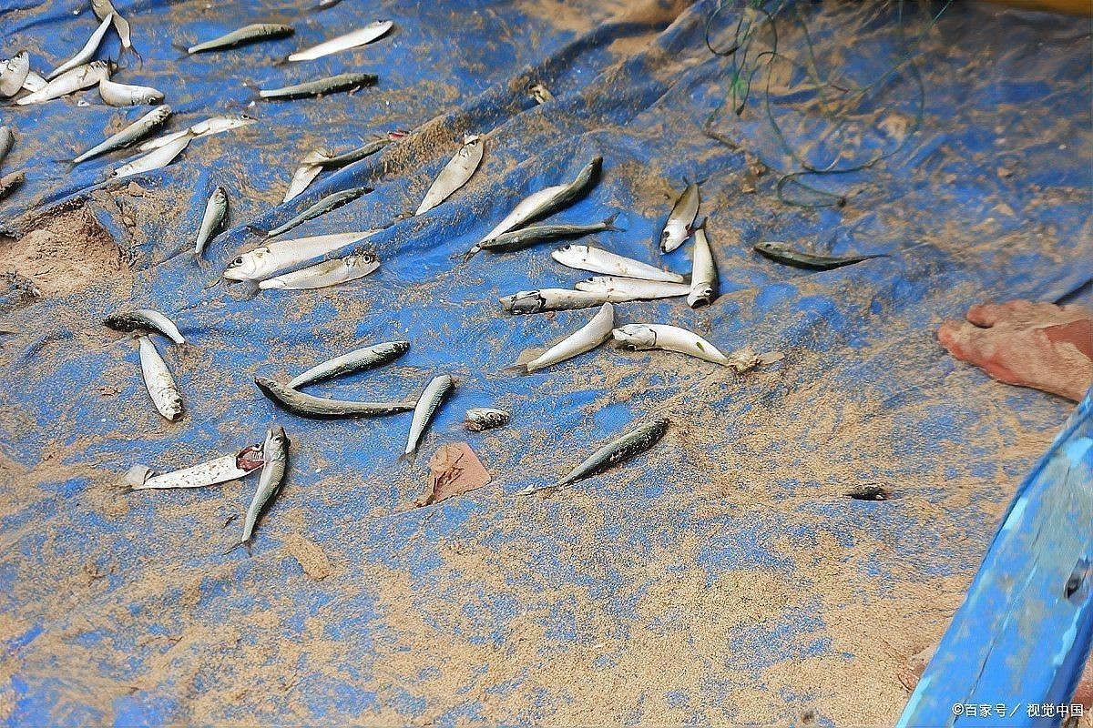 檸檬鯽幼魚喂什么食物好