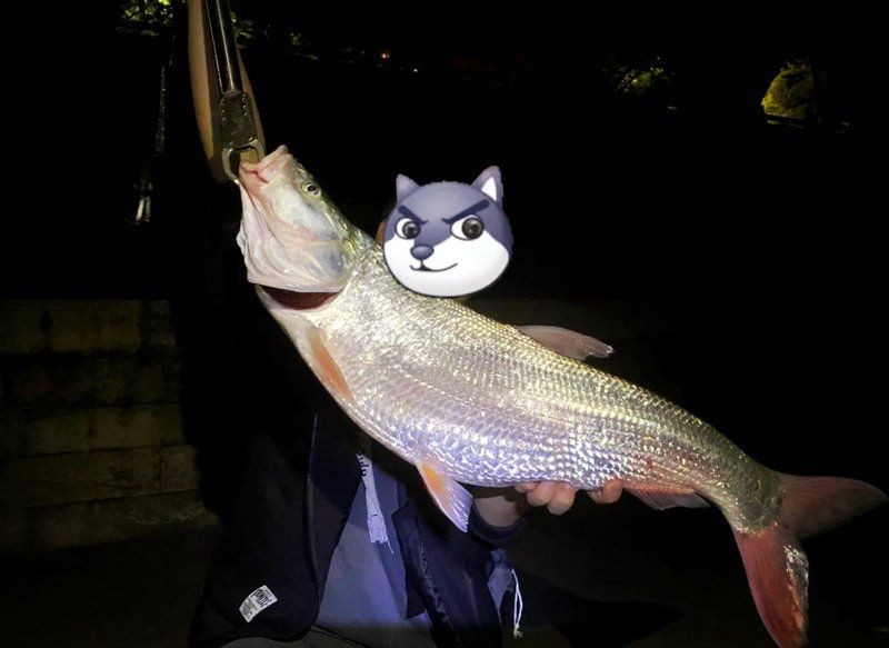 紅尾魚(yú)最大長(zhǎng)多少斤