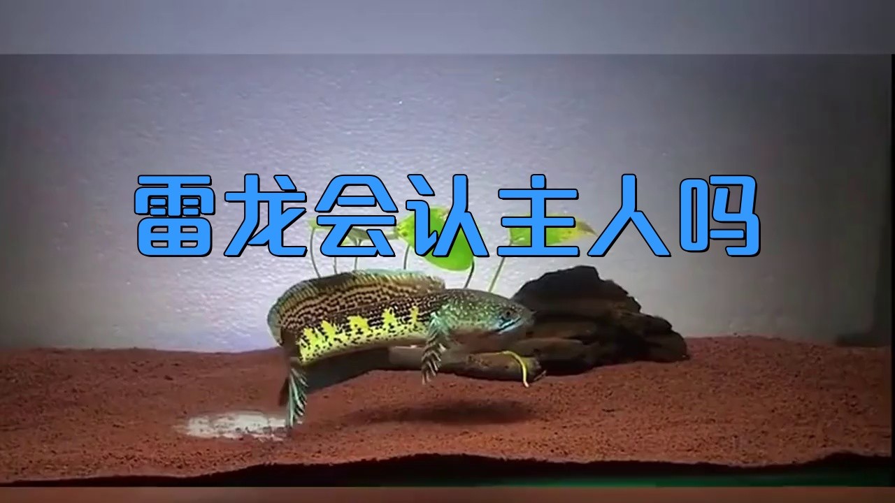 雷龍魚認主人嗎 雷龍魚認主人嗎 龍魚論壇 第1張