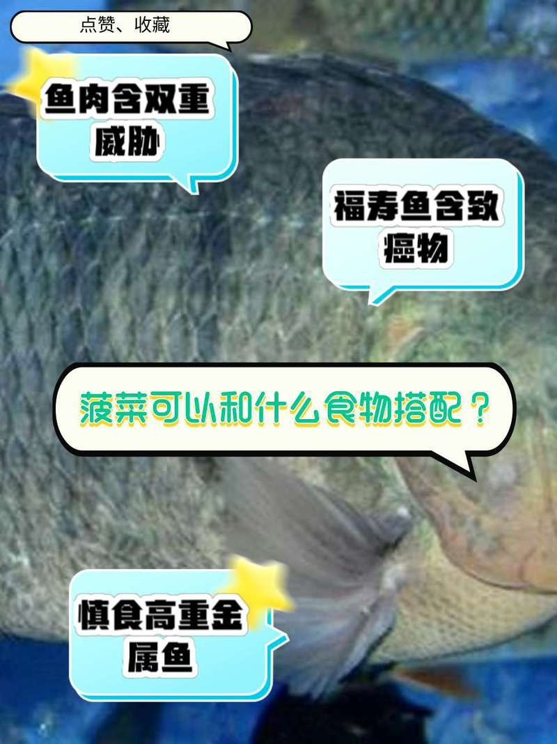 福壽魚十大禁忌 福壽魚十大禁忌 龍魚論壇 第1張
