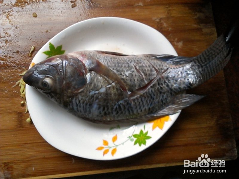 福壽魚十大禁忌 福壽魚十大禁忌 龍魚論壇 第6張