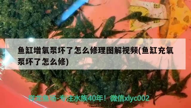 銀龍魚身上有白點圖片（銀龍魚身上有白點圖片大全） 銀龍魚身上有白點圖片（銀龍魚身上有白點圖片大全） 銀龍魚百科