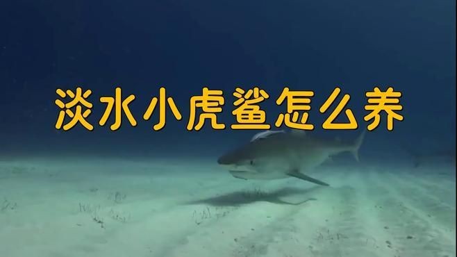 虎紋鴨嘴鯊魚最簡(jiǎn)單養(yǎng)法視頻 虎紋鴨嘴鯊魚最簡(jiǎn)單養(yǎng)法視頻 龍魚論壇 第1張