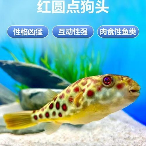 紅圓點狗頭幼犬圖片
