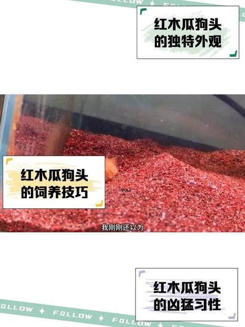 紅圓點狗頭幼犬圖片