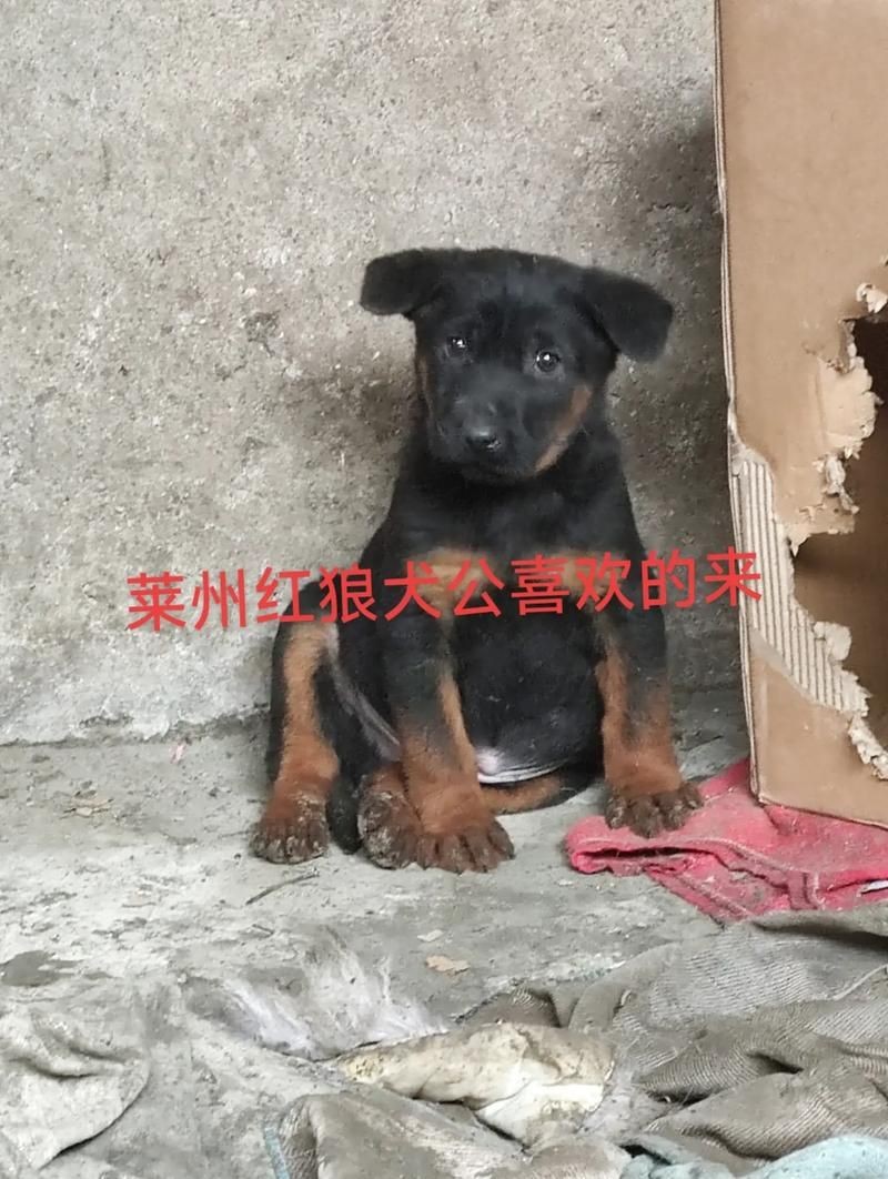 紅圓點狗頭幼犬圖片