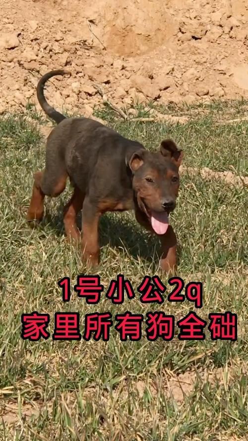 紅圓點狗頭幼犬圖片