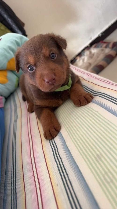 紅圓點狗頭幼犬圖片