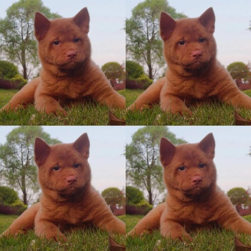 紅圓點狗頭幼犬圖片