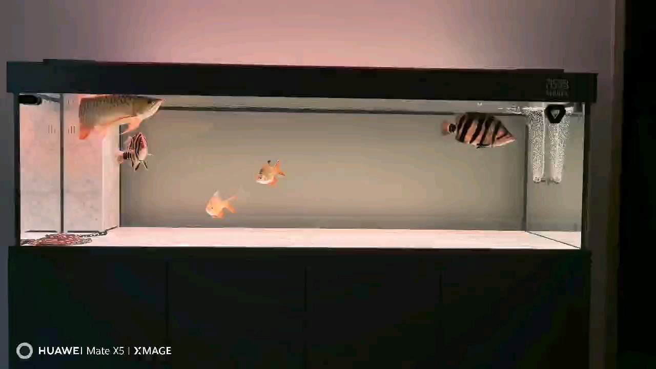 曬魚
