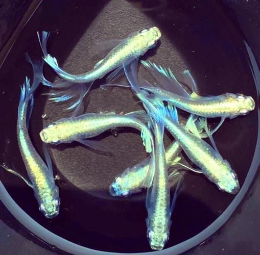 青鳉魚為何不建議養 青鳉魚為何不建議養 龍魚論壇 第2張