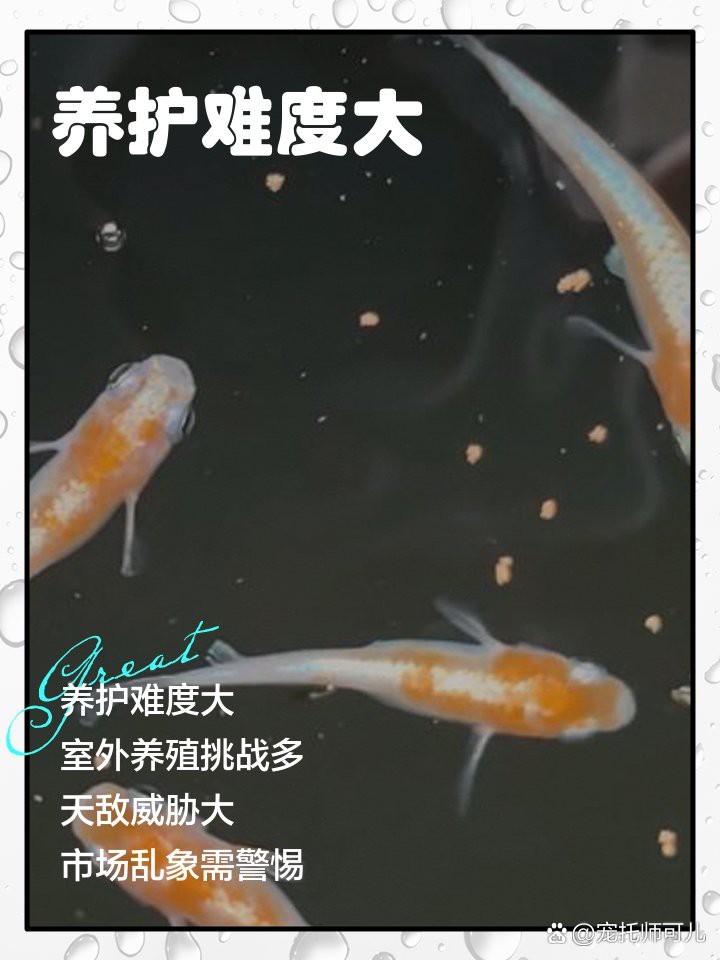 青鳉魚為何不建議養 青鳉魚為何不建議養 龍魚論壇 第4張