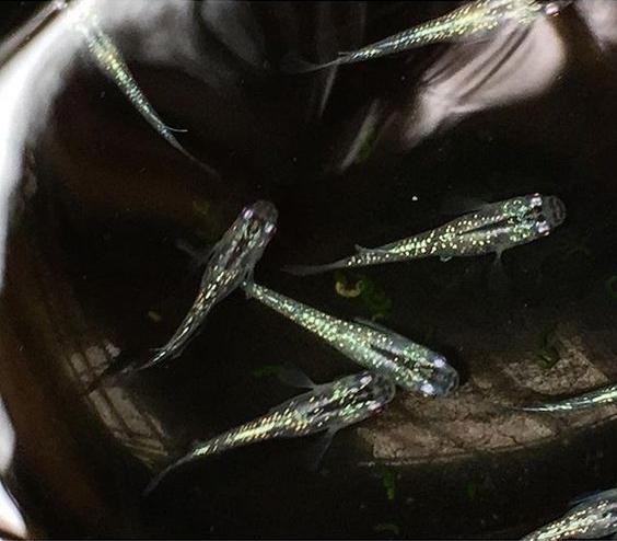 青鳉魚為何不建議養 青鳉魚為何不建議養 龍魚論壇 第5張