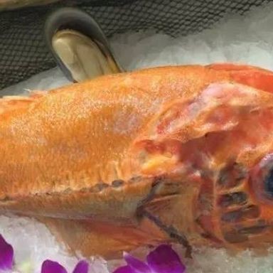 紅頭獅魚圖片及特征