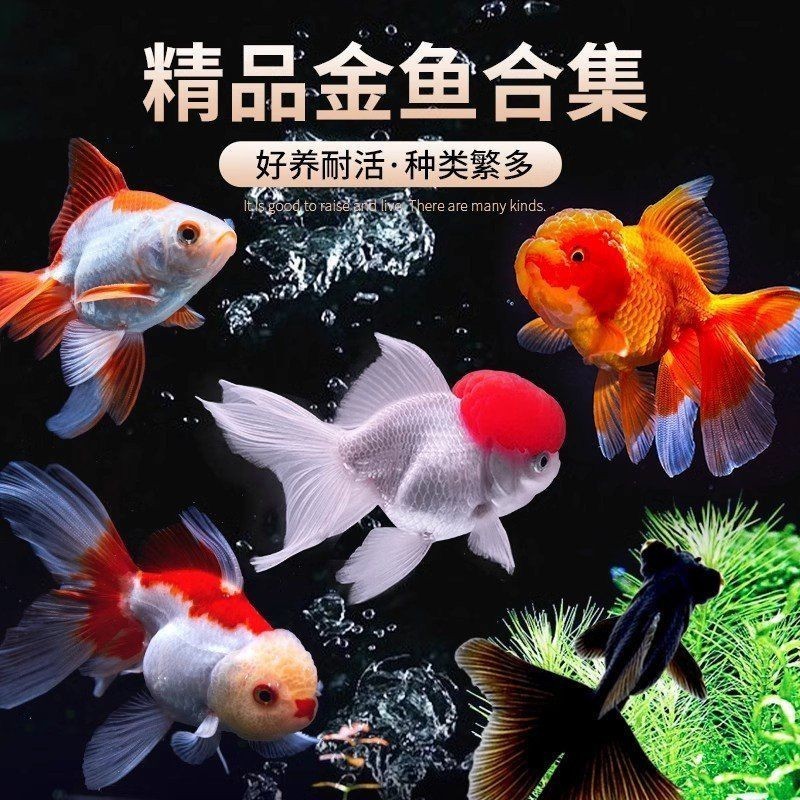 祥龍魚場的龍魚有保障嗎?,祥龍魚場的龍魚有保障嗎, 龍魚百科 第2張 祥龍魚場的龍魚有保障嗎?,祥龍魚場的龍魚有保障嗎, 祥龍魚場的龍魚有保障嗎?,祥龍魚場的龍魚有保障嗎, 龍魚百科 第2張