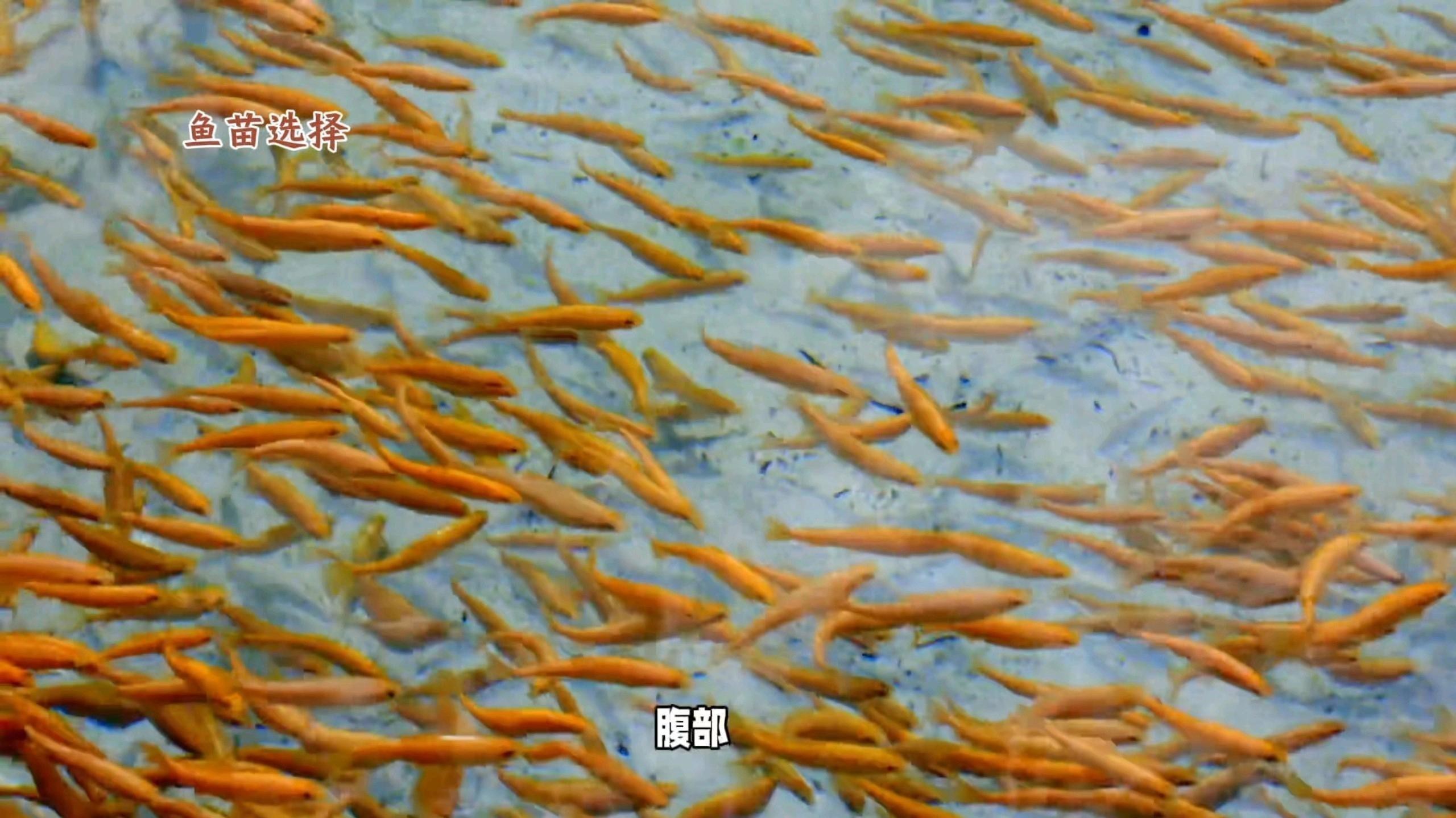 如何調(diào)節(jié)水質(zhì)以達(dá)到龍魚孵化標(biāo)準(zhǔn)？