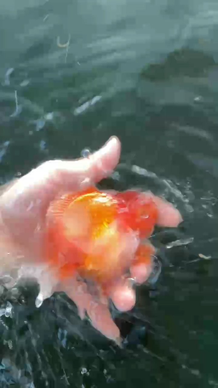 紅紅火火泰獅
