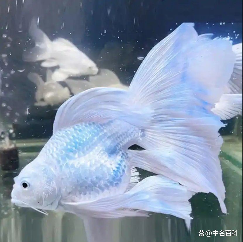 蝴蝶鯉魚3-4Cm有多大