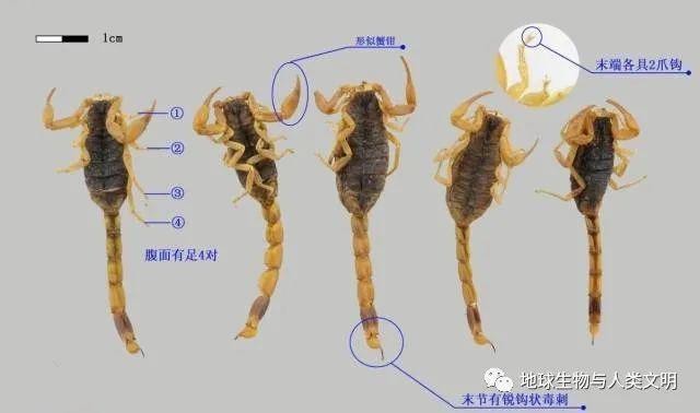 帝王蝎vs毒狼蛛