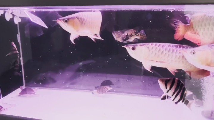 晚餐 晚餐 龍魚論壇