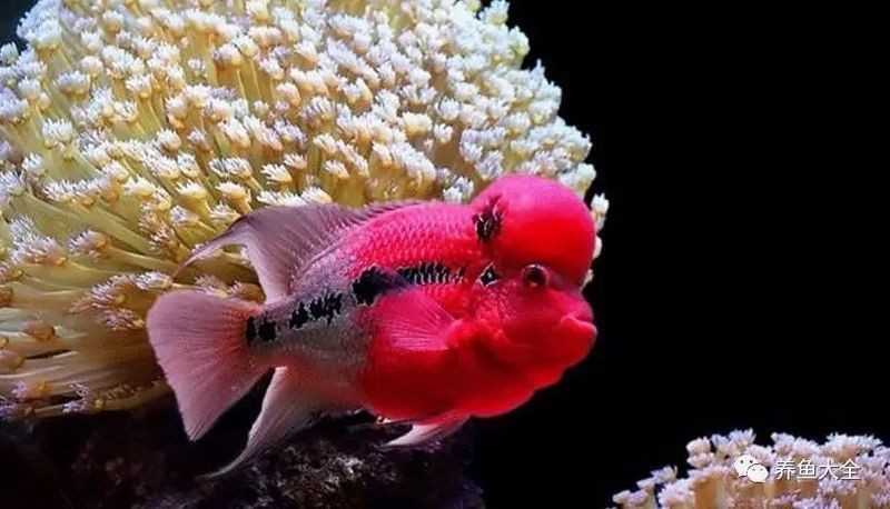 紅財神魚不吃食最怕三個東西