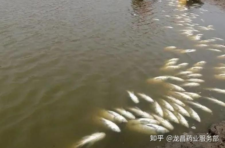紅財神魚不吃食最怕三個東西