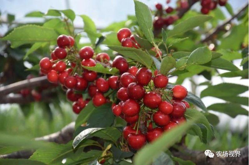 紅老虎混養(yǎng)最忌三種水果