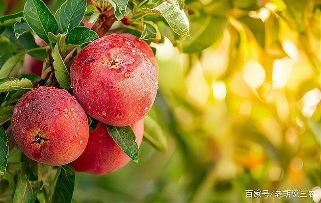 紅老虎混養(yǎng)最忌三種水果
