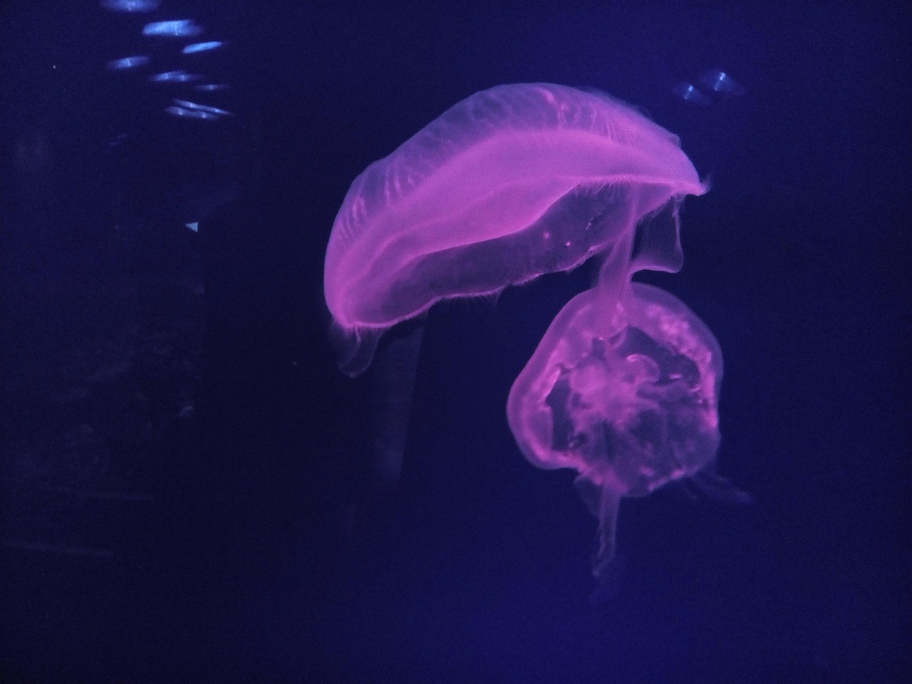深海水族館隱藏魚合成魚圖鑒