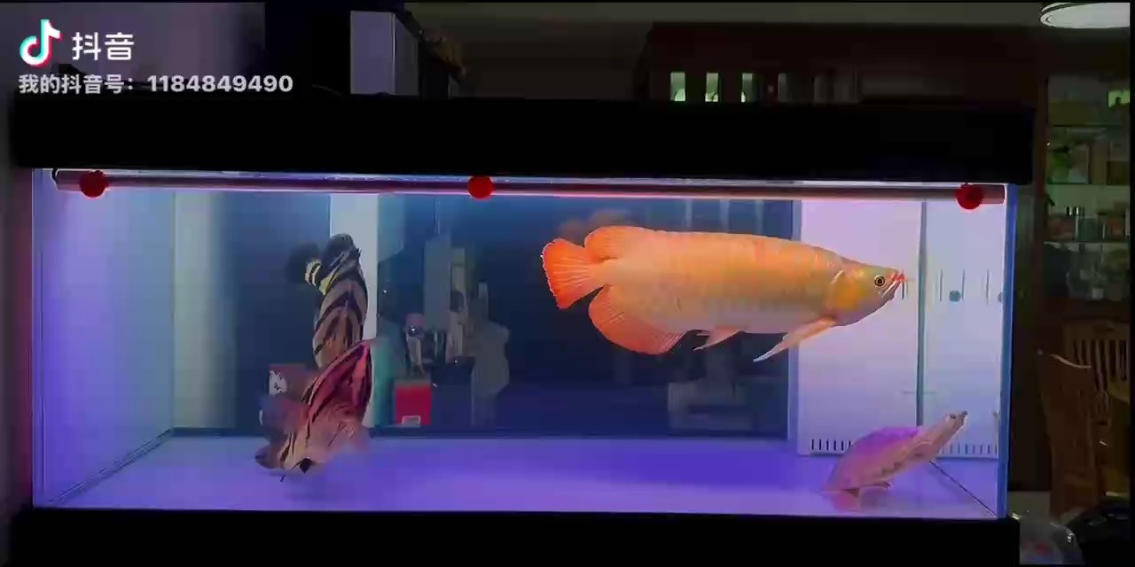 周末必修課：換水，賞魚(yú)！