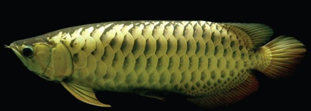 金龍魚可以在中國繁殖嗎