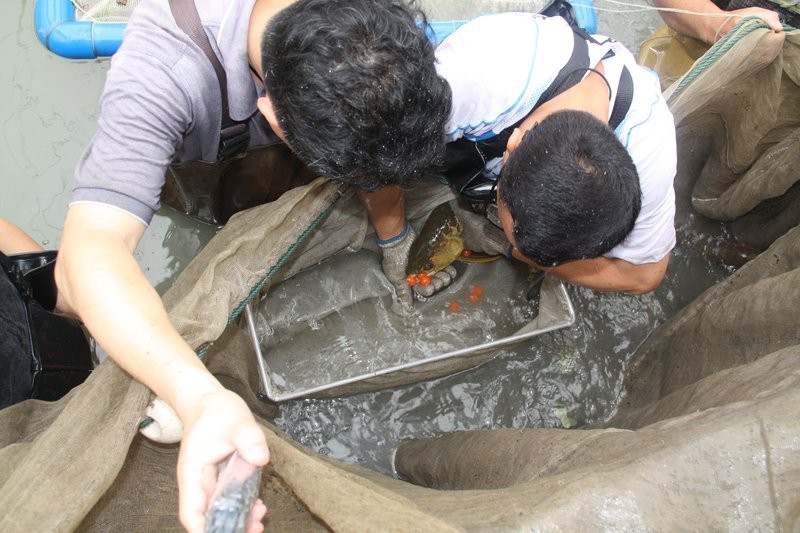 金龍魚可以在中國繁殖嗎