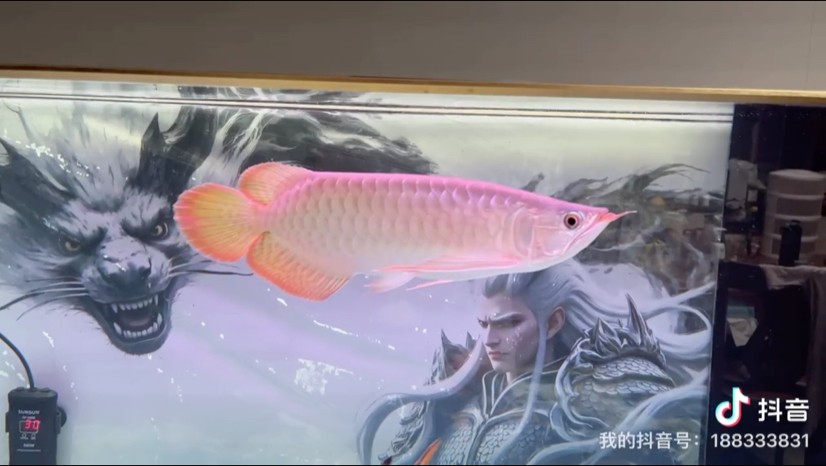 燈光。 燈光。 龍魚論壇