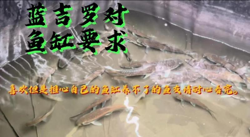 吉羅缸最忌三種東西
