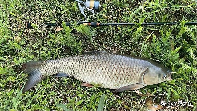 淡水魚排名前十名
