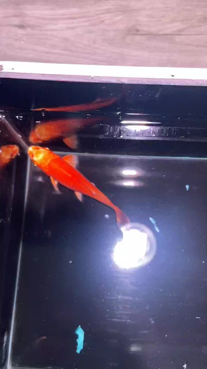魚缸用增氧泵價格是多少:魚缸增氧機-xtrac增氧機-xtrac增氧機 品相 龍魚論壇 品相 品相 龍魚論壇